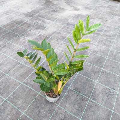piante di zamioculcas