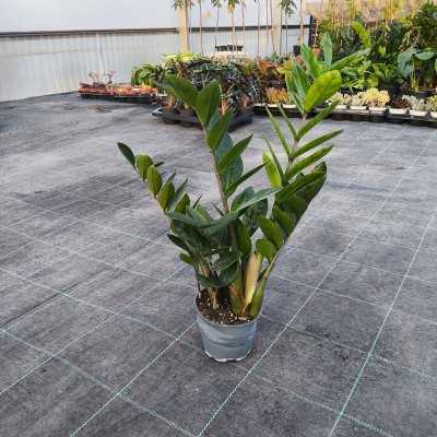 pianta zamioculcas