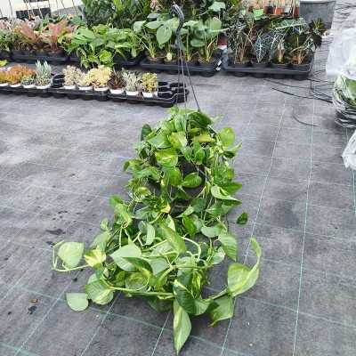 Pianta Pothos - Piante da interno o da appartamento
