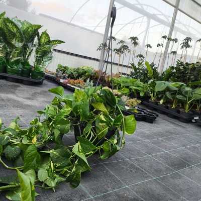 Pianta Pothos - Piante da interno o da appartamento