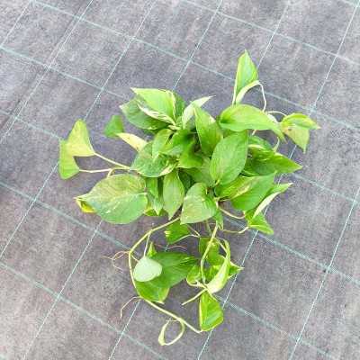 Pianta Pothos - Piante da interno o da appartamento