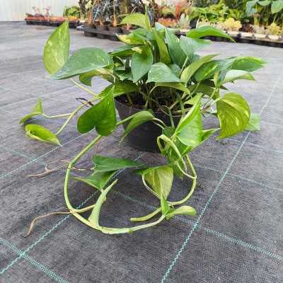 Pianta Pothos - Piante da interno o da appartamento