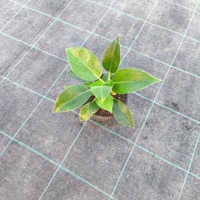 Pianta Philodendron Green Princess - Piante da interno