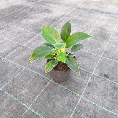 Pianta Philodendron Green Princess - Piante da interno