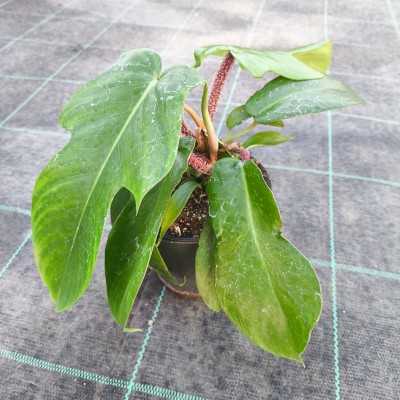 Pianta Philodendron Squamiferum - Piante da interno