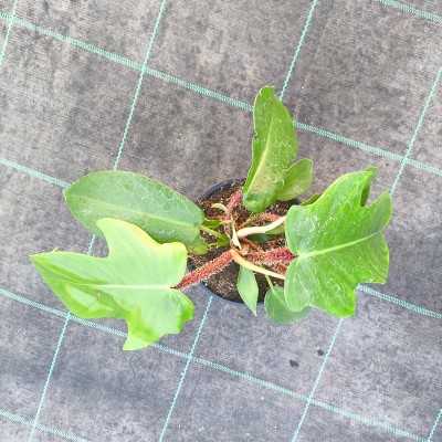 Pianta Philodendron Squamiferum - Piante da interno