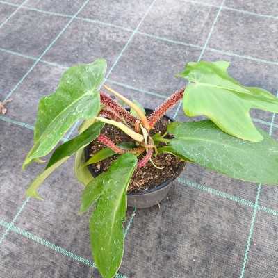 Pianta Philodendron Squamiferum - Piante da interno