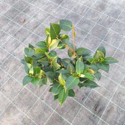 Pianta Camelia Japonica - Cespugli fioriti