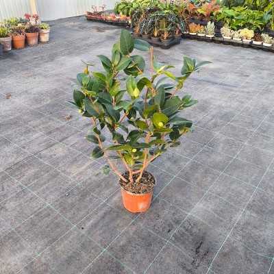 Pianta Camelia Japonica - Cespugli fioriti