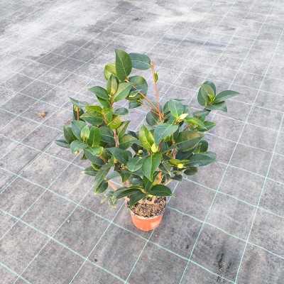 Pianta Camelia Japonica - Cespugli fioriti