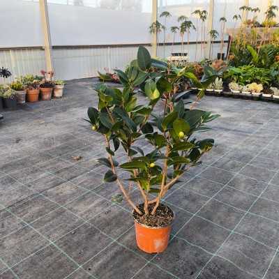 Pianta Camelia Japonica - Cespugli fioriti