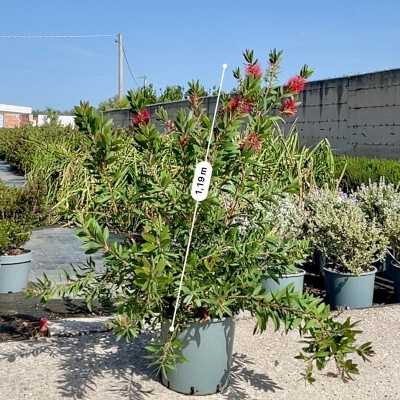 callistemon splendens