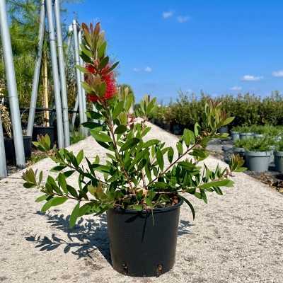 callistemon citrinus