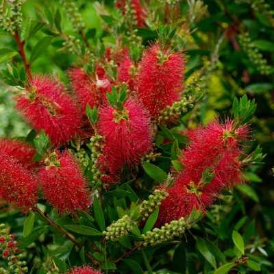 callistemon