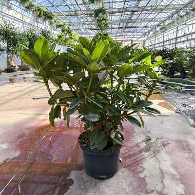 rododendro