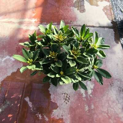 pianta rododendro