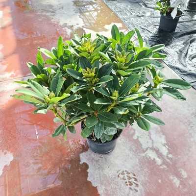 rododendro in vaso