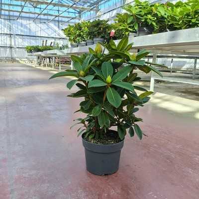 Pianta Rododendro - Piante da interno o da appartamento