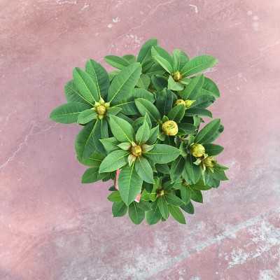 Pianta Rododendro - Piante da interno o da appartamento