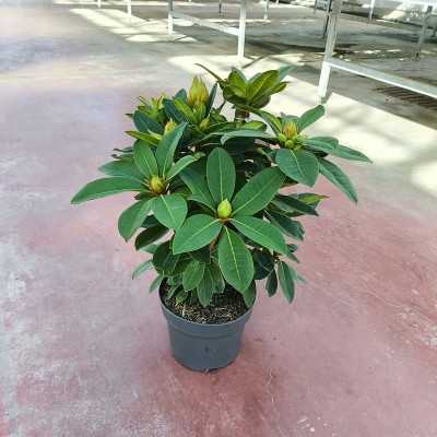 Pianta Rododendro - Piante da interno o da appartamento