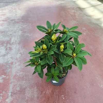 Pianta Rododendro - Piante da interno o da appartamento