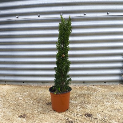 cipresso semprevivo totem