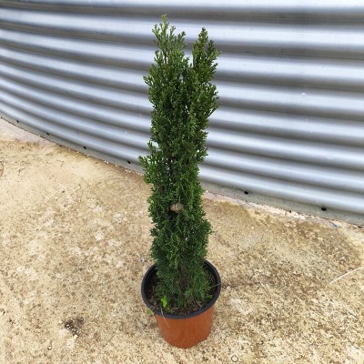 cupressus sempervirens
