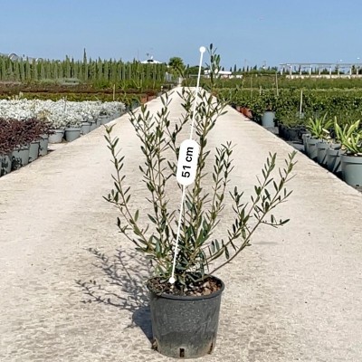 phillyrea angustifolia