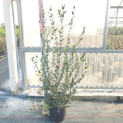 Pianta Phillyrea Angustifolia - Siepi da giardino