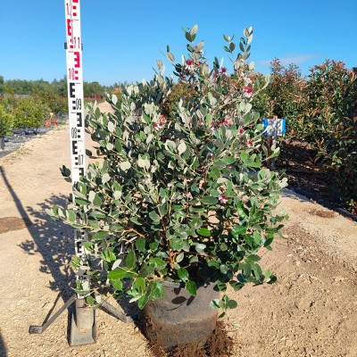 pianta feijoa prezzo
