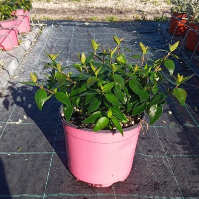 abelia edward goucher plant
