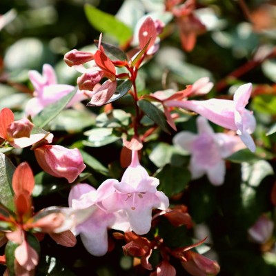 abelia pianta