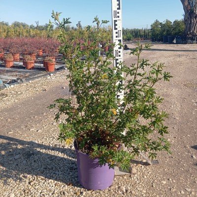 Pianta Alyogyne - Cespugli fioriti