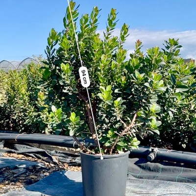 corbezzolo albero