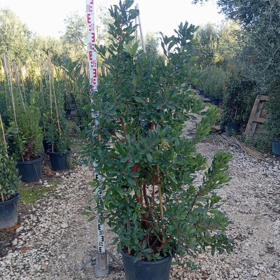corbezzolo proprietà