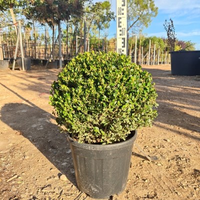 Pianta Bosso a Palla - Siepi da giardino
