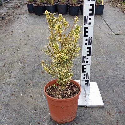 Pianta Bosso Sempervirens Variegato - Siepi da Giardino