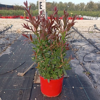 Pianta Callistemon Red Rocket - Cespugli fioriti