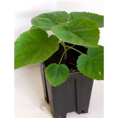 40pz Pianta Paulownia - Alberi