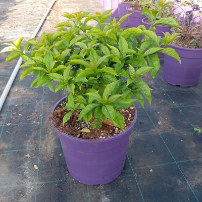 brunfelsia