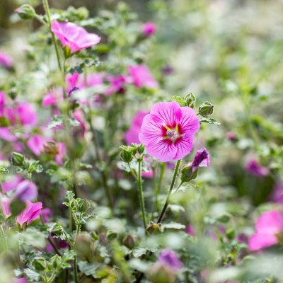 Anisodontea