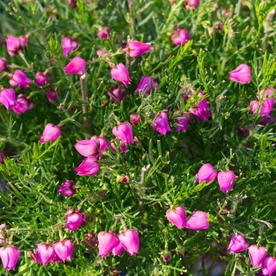 Pianta Boronia