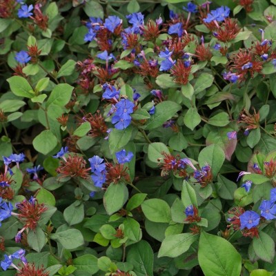 Ceratostigma