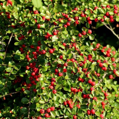 Cotoneaster