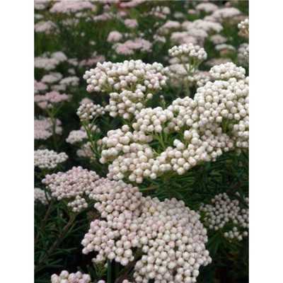 40pz Pianta Ozothamnus - Siepi 40pz Pianta Ozothamnus - Siepi