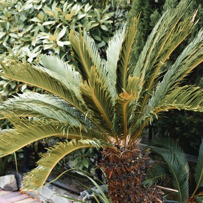 chamaerops humilis
