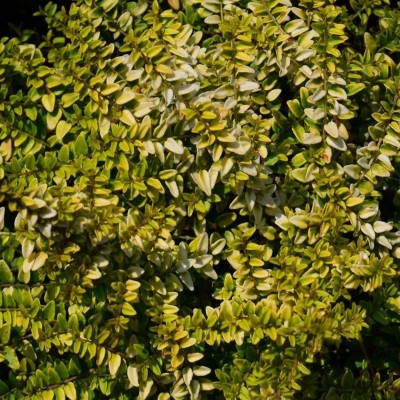 40pz Pianta Lonicera Nitida - Siepi