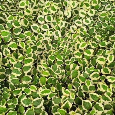 ficus pumila in casa