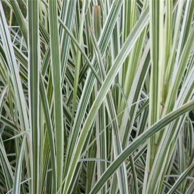 40pz Pianta Miscanthus Variegato - Cespugli