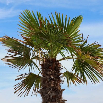 40pz Pianta Trachycarpus Fortunei - Alberi da giardino